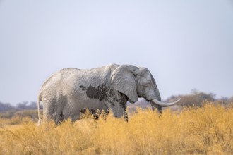 African elephant (Loxodonta africana), among dry grass, Nxai Pan National Park, Botswana Botswana