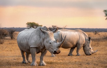 Southern white rhinoceros (Ceratotherium simum simum), two rhinos at sunset, Khama Rhino Sanctuary,