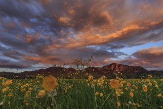 Flower meadow, cloudy mood, evening light, mountains, summer, Loisach-Lake Kochel moor, Kochler