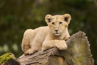 Asiatic lion (Panthera leo persica) cub lying on a tree trunk, captive