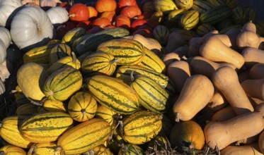 Various pumpkins for sale, butternut, butternut, red hokkaido, spaghetti squash, retail, Stuttgart,