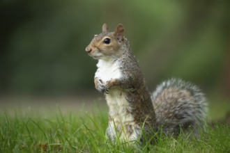 Grey squirrel (Sciurus carolinensis) adult animal on a garden grass lawn, England, United Kingdom,