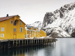 Yellow houses on stilts in the harbour of the authentic fishing village of Nusfjord, snow-capped