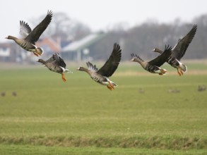 White-fronted goose (Anser albifrons) several birds taking off in flight, from a meadow, island of