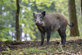 Wild boar (Sus scrofa), Vulkaneifel, Rhineland-Palatinate, Germany, Europe