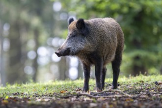 Wild boar (Sus scrofa), Vulkaneifel, Rhineland-Palatinate, Germany, Europe