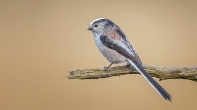 Long-tailed Tit (Aegithalos caudatus) Migratory bird, Middle Elbe Biosphere Reserve, Saxony-Anhalt,
