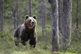 Brown bear (Ursus arctos) in the Finnish taiga, Kuusamo, Finland, Europe
