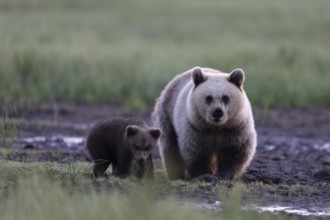 Brown bear (Ursus arctos) in the Finnish taiga, Kuusamo, Finland, Europe