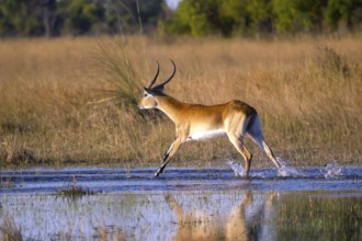 Red hartebeest, Africa, Botswana, (Kobus leche), Okovango Delta, Africa