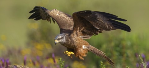 Black kite (Milvus migrans), flight photo, Hides De Calera / Steppe Raptors, Nussloch, Castilla La