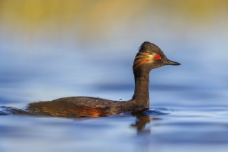 Black-necked grebe (Podiceps nigricollis), swimming in the water, Hides de El Taray / Floating Hid,
