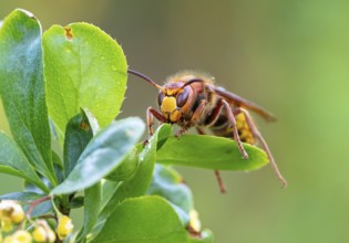 European hornet (Vespa crabro), insect, insects, macro, plant, garden, Neuhofen,