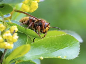 European hornet (Vespa crabro), insect, insects, macro, plant, garden, Neuhofen,