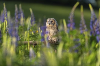 One young Ural owl (Strix uralensis) sitting on a branch lying in a field of flowering lupines in