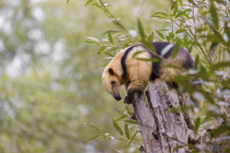 A southern tamandua (Tamandua tetradactyla), sits on the top of a broken/cut tree in a forest