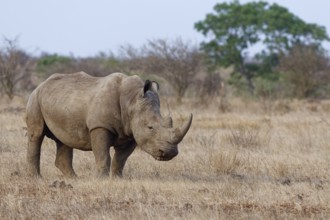 Southern white rhinoceros (Ceratotherium simum simum), adult male feeding on dry grass, savanna,