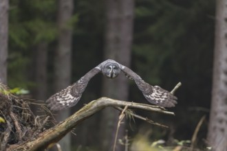 One great grey owl (Strix nebulosa) flying through a spruce forest