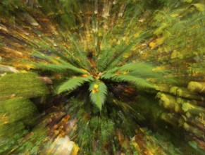 Abstract image of a fern plant, (Polypodium) in autumn, in the Rhön UNESCO Biosphere nature