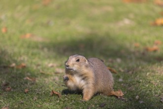 One black-tailed prairie dog sitting on short grass, searching for food on a bright sunny day