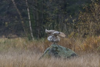 One Siberian Eagle Owl (Bubo bubo sibiricus) living off of a rock between tall reed grass lakeshore