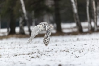 One snowy owl, Bubo scandiacus, Bubo scandiaca, Nyctea scandiaca flying over a snowy meadow with a