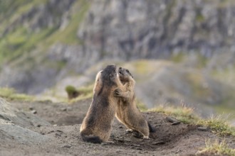Two young Alpine Marmots, Marmota marmota, play fighting. A mountain wall in the distant background