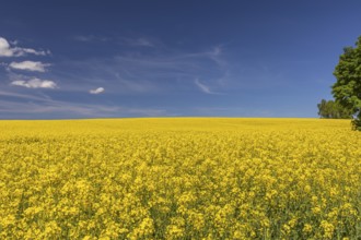 Flowering field of Rapeseed (Brassica napus) on a sunny day with blue sky, green trees and some