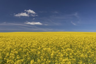 Flowering field of Rapeseed (Brassica napus) on a sunny day with blue sky and some white clouds