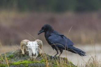 One common raven (Corvus corax) standing on a rock, searching for food on a ram skull. On a dry