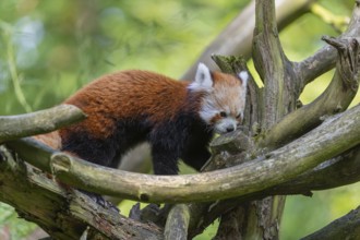 One red panda, Ailurus fulgens, walking over a branch of a dead tree. Fresh green vegetation in the