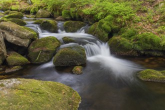 Kleine Ohe creek below Waldhaeuser village in the Bavarian Forest Nationalpark. Flowing water,