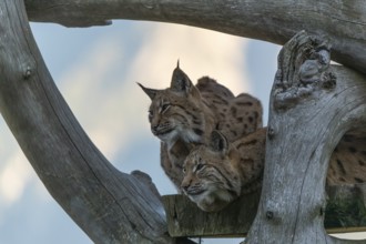 Two Eurasian lynx, (Lynx lynx), resting high up on a dead tree. Frontal view with mountains and in