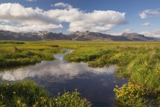 Wet flowering meadow at Ytri Tunga, West Iceland. Sunny day with blue sky and some clouds