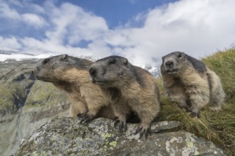 Three Alpine Marmot, Marmota marmota, sitting on a rock. Green grass around, mountains and blue sky