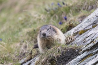 One Alpine Marmot, Marmota marmota, standing on a rock with green and brown grass in the