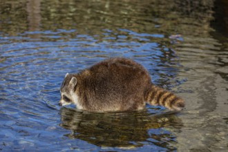 One Raccoon, Procyon lotor, looking for food between the pebbles in shallow water
