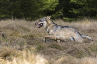One young male eurasian gray wolf (Canis lupus lupus) running over a meadow with tall grass. A dark