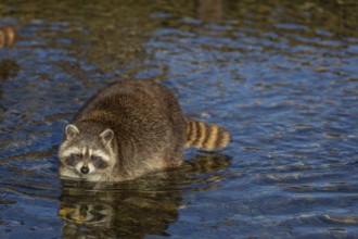 One Raccoon, Procyon lotor, looking for food between the pebbles in shallow water