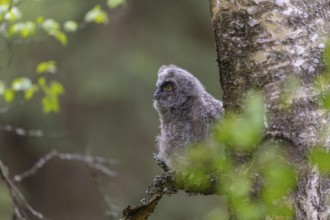 One young long-eared owl (Asio otus), sitting on a branch of a tree. Green vegetation in the
