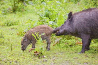 An adult female and a young wild boar or wild pig (Sus scrofa), stand in tall fresh green grass