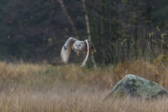 One Siberian Eagle Owl (Bubo bubo sibiricus) flying over tall reed grass lakeshore on an autumnal