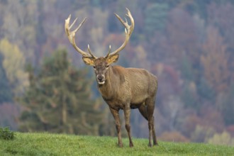 Red Deer buck at the end of the rutting season