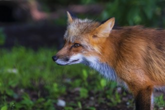 Portrait, sideview, of an adult red fox, Vulpes vulpes