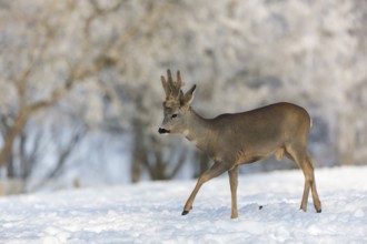 One male Roe Deer, (Capreolus capreolus), walking over a snowy meadow. Snow covered trees in the