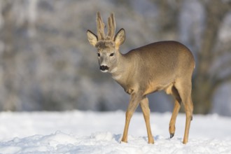 One male Roe Deer, (Capreolus capreolus), walking over a snowy meadow. Snow covered trees in the