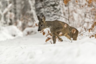 One young male Roe Deer, Roe buck (Capreolus capreolus), walking through a forest in deep snow.