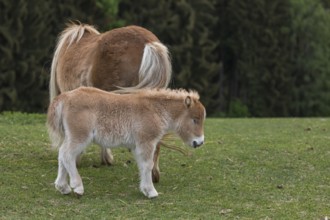 Falabella mare and foal, The Falabella (Equus ferus caballus) is the smallest horse at all