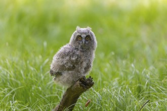 One young long-eared owl (Asio otus), sitting on a branch of a tree. Green vegetation in the