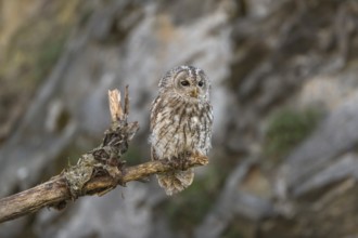 One tawny owl or brown owl (Strix aluco) sitting on a dead tree